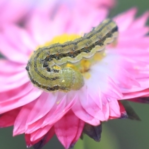 Helicoverpa punctigera at Acton, ACT - 29 Nov 2019