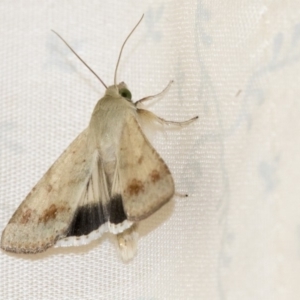 Helicoverpa punctigera at Acton, ACT - 29 Nov 2019