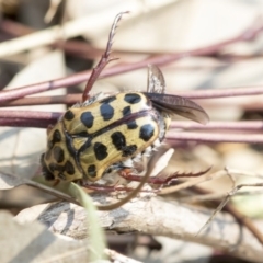 Neorrhina punctata (Spotted flower chafer) at Higgins, ACT - 27 Dec 2019 by AlisonMilton