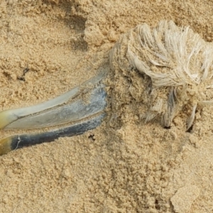 Thalassarche cauta at Bermagui, NSW - 24 Dec 2019 10:29 AM