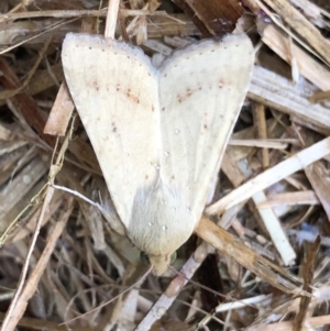 Helicoverpa (genus) at Monash, ACT - 6 Dec 2019