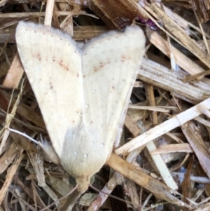 Helicoverpa (genus) at Monash, ACT - 6 Dec 2019
