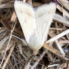 Helicoverpa (genus) at Monash, ACT - 6 Dec 2019 07:18 AM