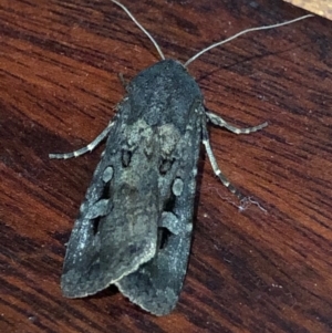 Agrotis infusa at Monash, ACT - 21 Nov 2019