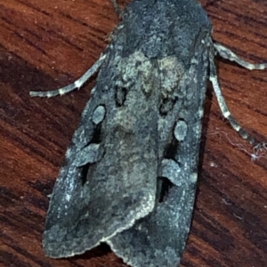 Agrotis infusa at Monash, ACT - 21 Nov 2019