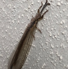 Heoclisis fundata (Antlion lacewing) at Monash, ACT - 16 Nov 2019 by jackQ