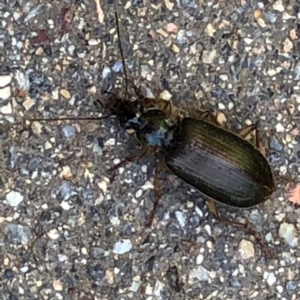 Notagonum submetallicum at Monash, ACT - 16 Nov 2019 03:21 PM