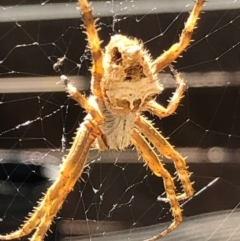 Backobourkia sp. (genus) (An orb weaver) at Monash, ACT - 15 Nov 2019 by jackQ