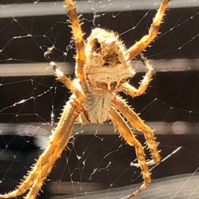 Backobourkia (genus) (An orb weaver) at Monash, ACT - 16 Nov 2019 by jackQ
