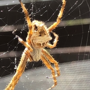 Backobourkia sp. (genus) at Monash, ACT - 16 Nov 2019