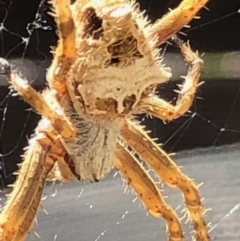 Backobourkia sp. (genus) at Monash, ACT - 16 Nov 2019 10:41 AM