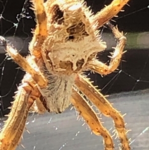 Backobourkia sp. (genus) at Monash, ACT - 16 Nov 2019