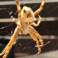 Backobourkia sp. (genus) at Monash, ACT - 16 Nov 2019