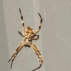 Backobourkia sp. (genus) at Monash, ACT - 16 Nov 2019