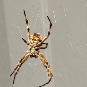 Backobourkia sp. (genus) at Monash, ACT - 16 Nov 2019