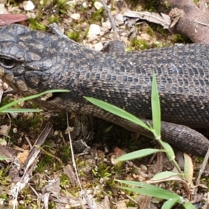 Egernia saxatilis intermedia at Wyndham, NSW - 19 Apr 2019