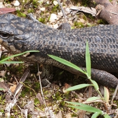 Egernia saxatilis intermedia (Black Rock Skink) at Wyndham, NSW - 19 Apr 2019 by JoyGeorgeson