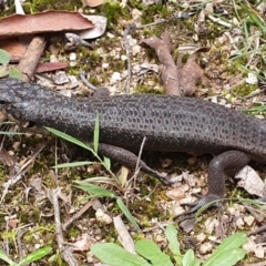 Egernia saxatilis intermedia at Wyndham, NSW - 19 Apr 2019