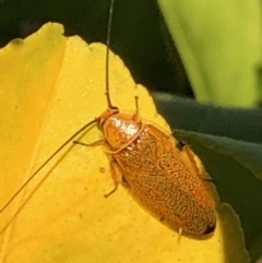 Ellipsidion sp. (genus) (A diurnal cockroach) at Monash, ACT - 5 Nov 2019 by jackQ