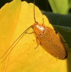 Ellipsidion humerale at Monash, ACT - 6 Nov 2019