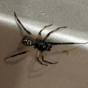 Steatoda capensis at Monash, ACT - 4 Nov 2019 09:23 PM