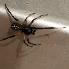 Steatoda capensis at Monash, ACT - 4 Nov 2019