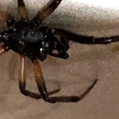 Steatoda capensis at Monash, ACT - 4 Nov 2019