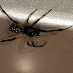 Steatoda capensis at Monash, ACT - 4 Nov 2019 09:23 PM