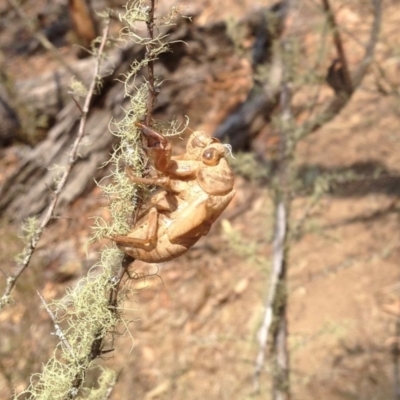 Psaltoda moerens (Redeye cicada) at Namadgi National Park - 24 Dec 2019 by KMcCue