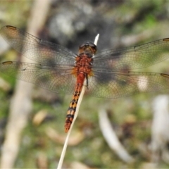 Diplacodes melanopsis (Black-faced Percher) at Bruce Ponds - 28 Dec 2019 by JohnBundock