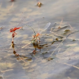 Xanthagrion erythroneurum at Gungahlin, ACT - 27 Dec 2019