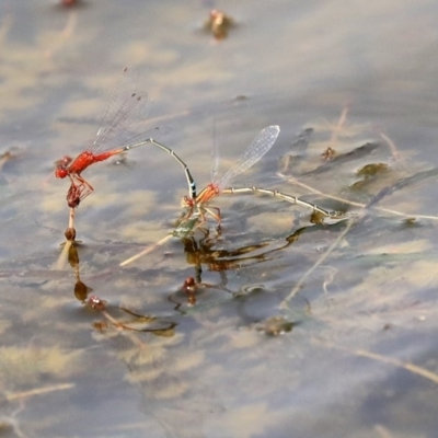 Xanthagrion erythroneurum (Red & Blue Damsel) at Gungahlin, ACT - 27 Dec 2019 by AlisonMilton