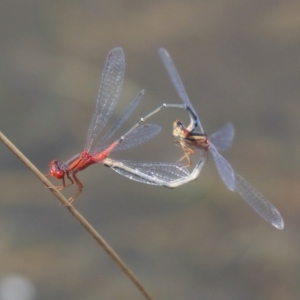 Xanthagrion erythroneurum at Gungahlin, ACT - 27 Dec 2019 01:57 PM