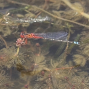 Xanthagrion erythroneurum at Gungahlin, ACT - 27 Dec 2019 01:57 PM