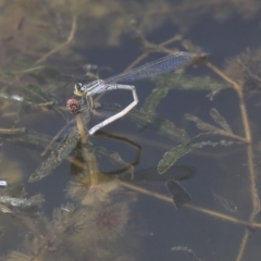 Xanthagrion erythroneurum at Gungahlin, ACT - 27 Dec 2019 01:57 PM