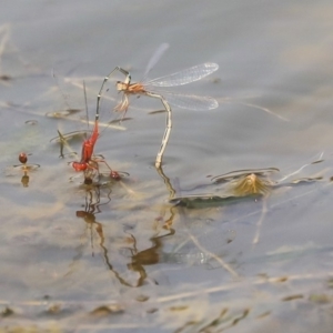 Xanthagrion erythroneurum at Gungahlin, ACT - 27 Dec 2019