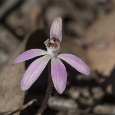 Caladenia fuscata (Dusky Fingers) at Bruce, ACT - 11 Sep 2019 by AlisonMilton