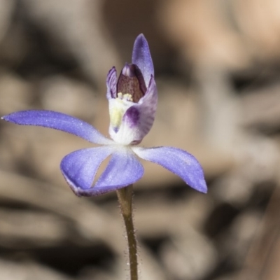 Cyanicula caerulea (Blue Fingers, Blue Fairies) at Bruce, ACT - 10 Sep 2019 by AlisonMilton