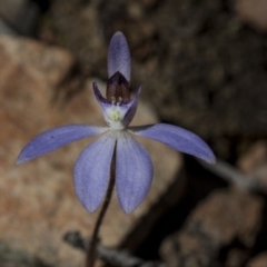 Cyanicula caerulea (Blue Fingers, Blue Fairies) at Bruce, ACT - 11 Sep 2019 by AlisonMilton