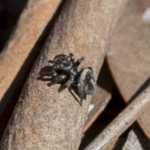 Salpesia sp. (genus) at Bruce, ACT - 11 Sep 2019