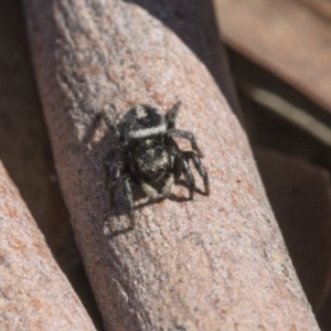 Salpesia sp. (genus) at Bruce, ACT - 11 Sep 2019