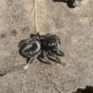 Salpesia sp. (genus) at Bruce, ACT - 11 Sep 2019