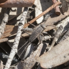 Eurepa marginipennis (Mottled bush cricket) at Bruce Ridge to Gossan Hill - 11 Sep 2019 by AlisonMilton