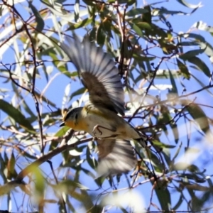 Pardalotus striatus at Bruce, ACT - 11 Sep 2019