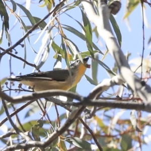 Pardalotus striatus at Bruce, ACT - 11 Sep 2019