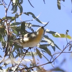 Pardalotus striatus at Bruce, ACT - 11 Sep 2019