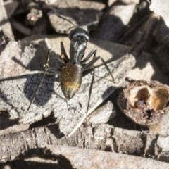 Camponotus aeneopilosus (A Golden-tailed sugar ant) at Bruce, ACT - 11 Sep 2019 by AlisonMilton