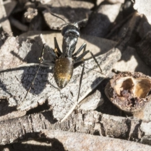 Camponotus aeneopilosus at Bruce, ACT - 11 Sep 2019
