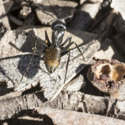 Camponotus aeneopilosus (A Golden-tailed sugar ant) at Bruce Ridge to Gossan Hill - 11 Sep 2019 by AlisonMilton