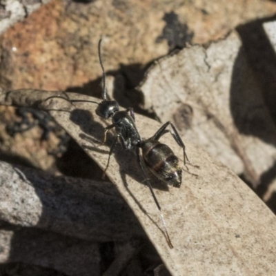 Camponotus sp. (genus) (A sugar ant) at Bruce Ridge - 11 Sep 2019 by AlisonMilton